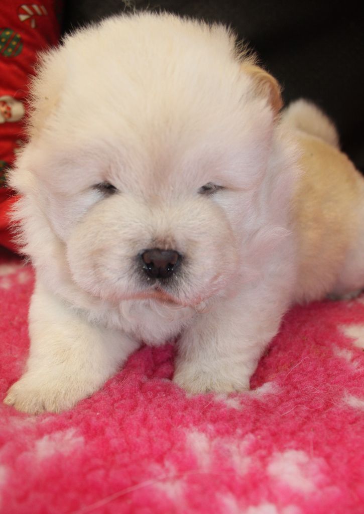 du domaine de l'étang de la Rhode - Chiot disponible  - Chow Chow