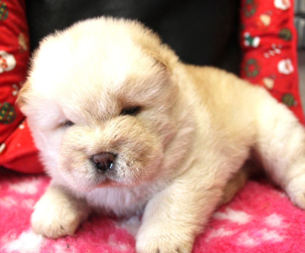 du domaine de l'étang de la Rhode - Chiot disponible  - Chow Chow