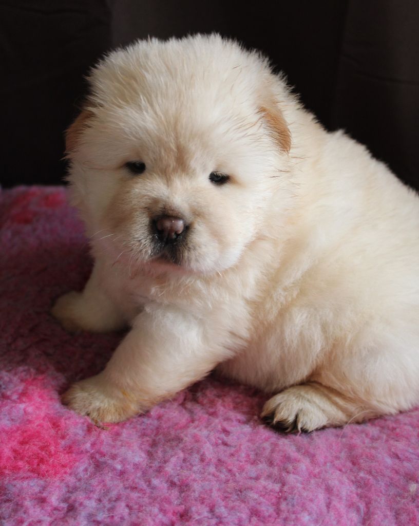 du domaine de l'étang de la Rhode - Chiot disponible  - Chow Chow