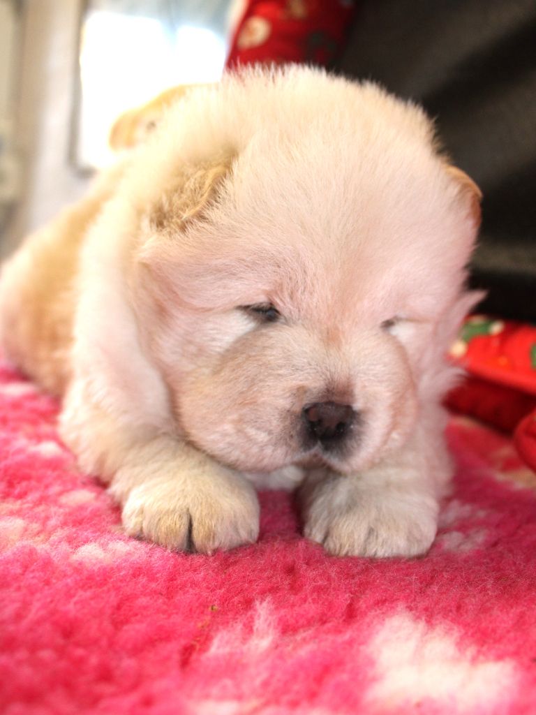 du domaine de l'étang de la Rhode - Chiot disponible  - Chow Chow