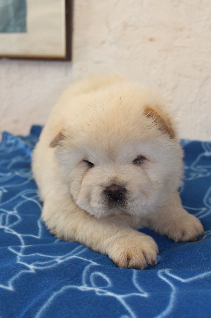 du domaine de l'étang de la Rhode - Chiot disponible  - Chow Chow