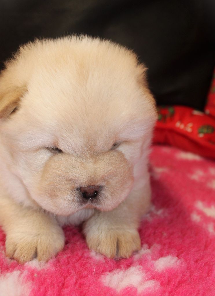 du domaine de l'étang de la Rhode - Chiot disponible  - Chow Chow