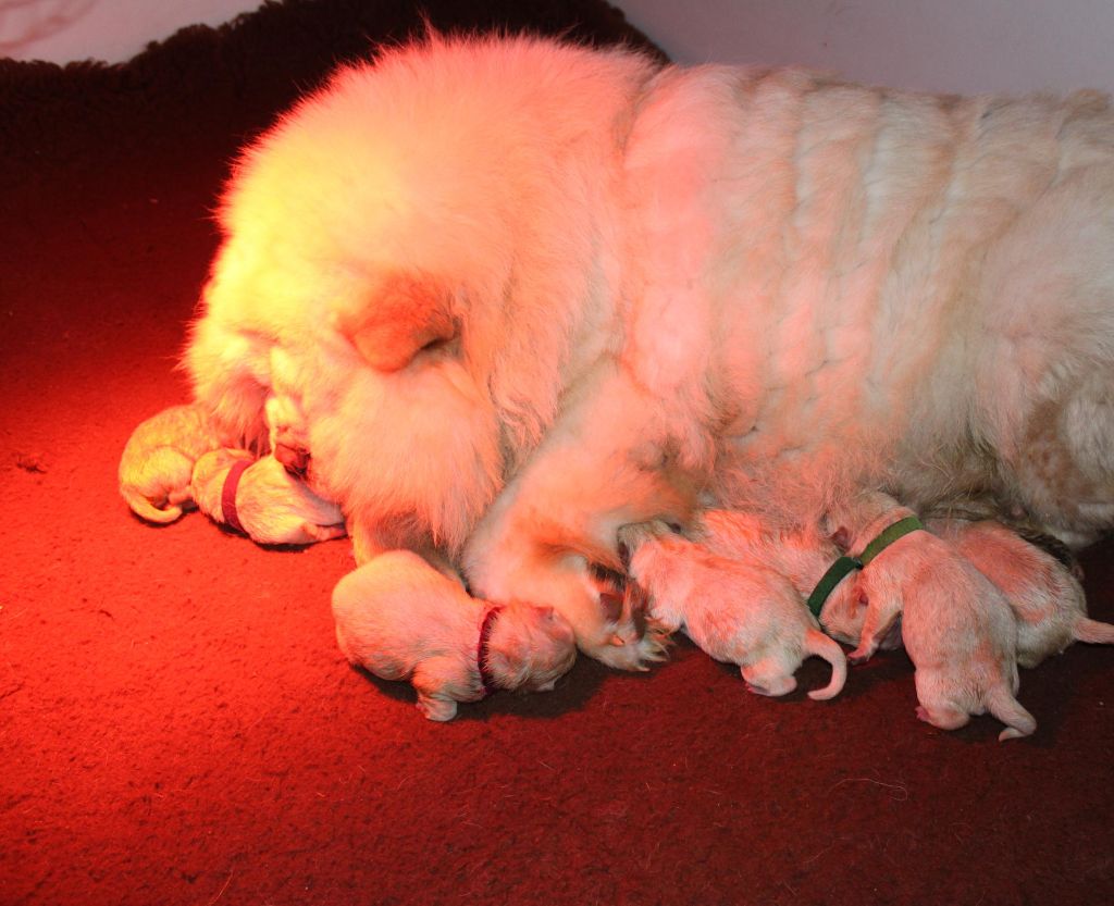 chiot Chow Chow du domaine de l'étang de la Rhode