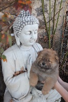 du domaine de l'étang de la Rhode - Chow Chow - Portée née le 10/11/2015