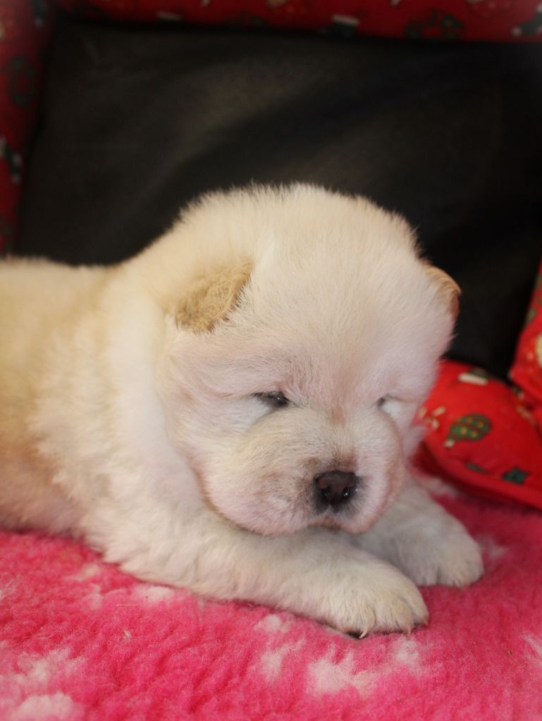 du domaine de l'étang de la Rhode - Chiot disponible  - Chow Chow