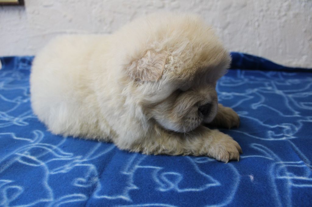 du domaine de l'étang de la Rhode - Chiot disponible  - Chow Chow