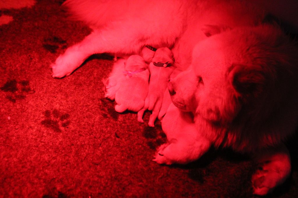 chiot Chow Chow du domaine de l'étang de la Rhode