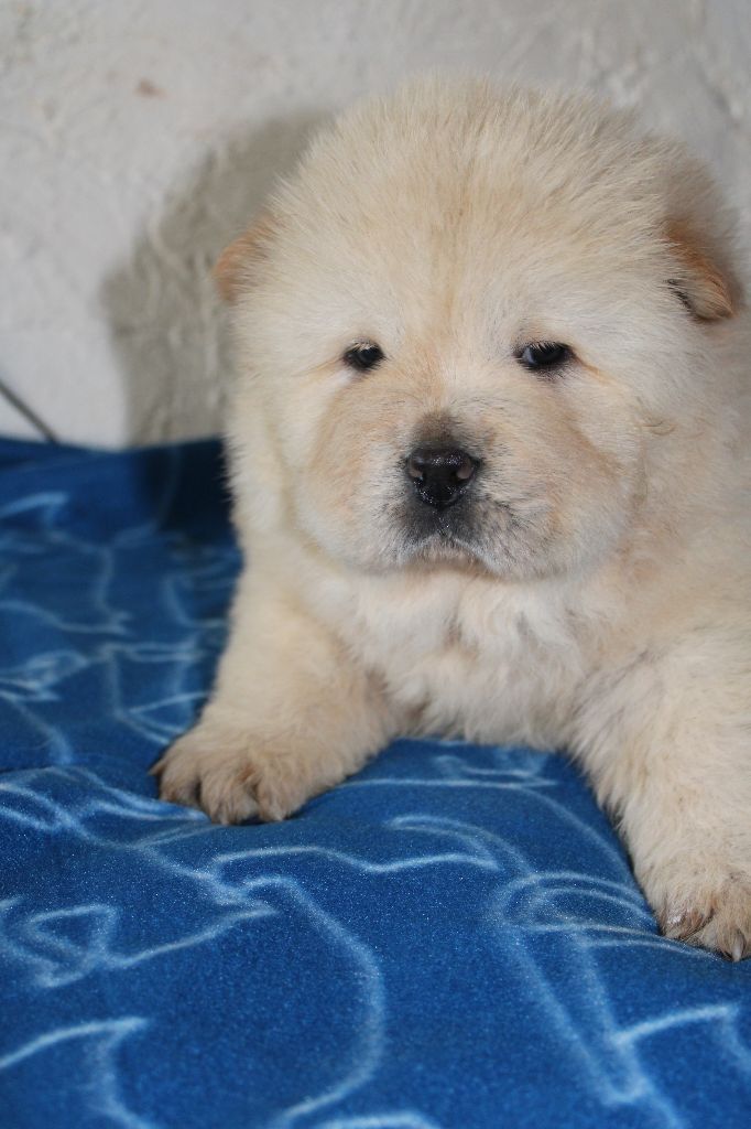 du domaine de l'étang de la Rhode - Chiot disponible  - Chow Chow