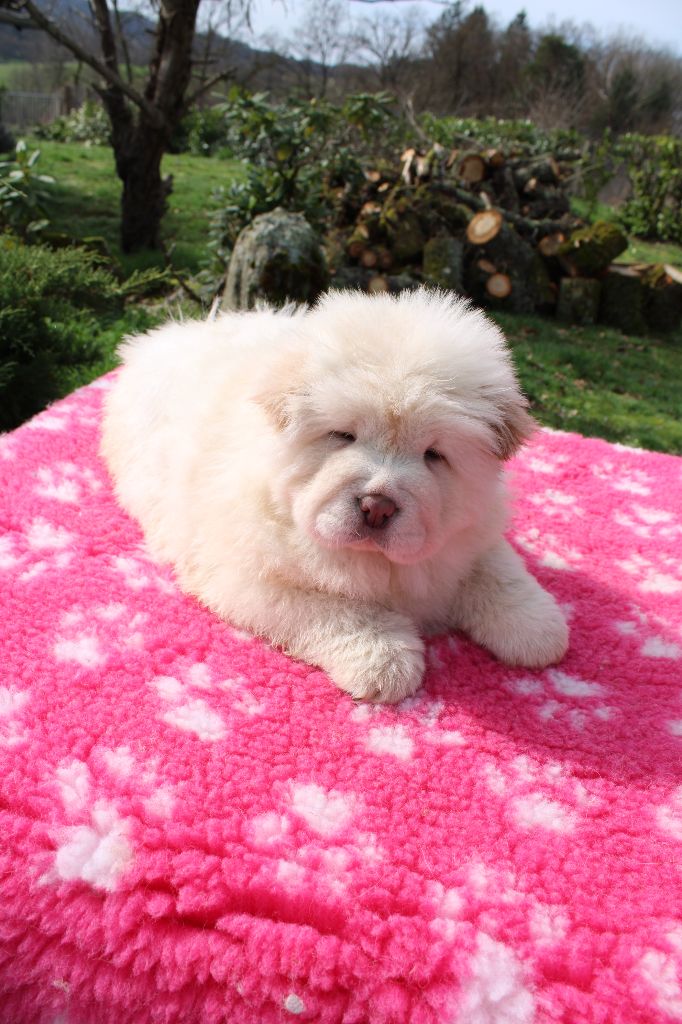 du domaine de l'étang de la Rhode - Chiot disponible  - Chow Chow