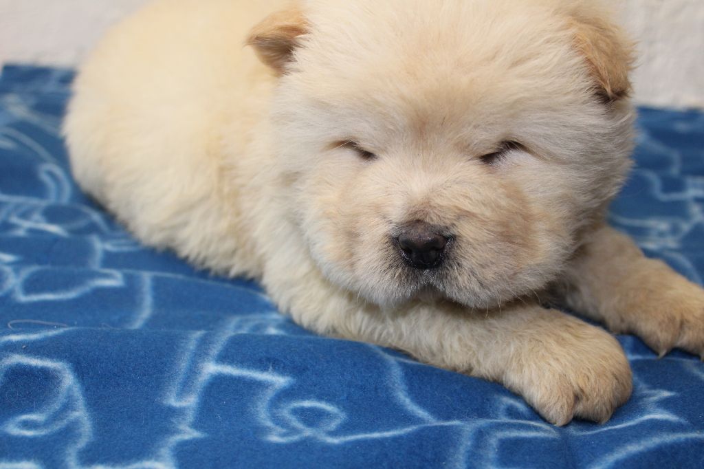 du domaine de l'étang de la Rhode - Chiot disponible  - Chow Chow