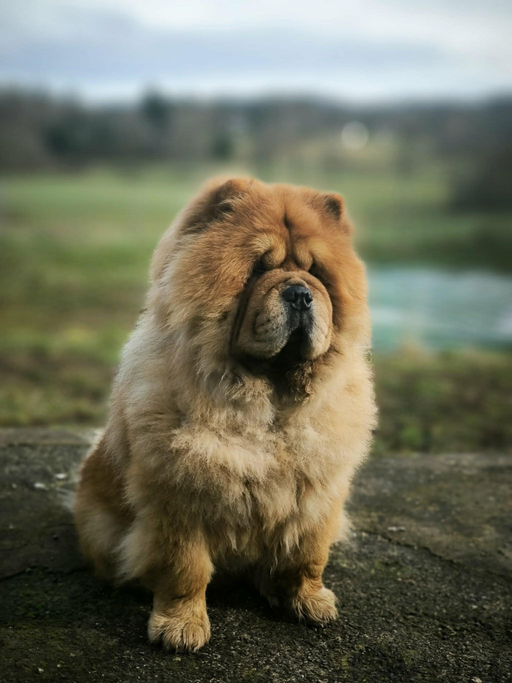 Thai du domaine de l'étang de la Rhode