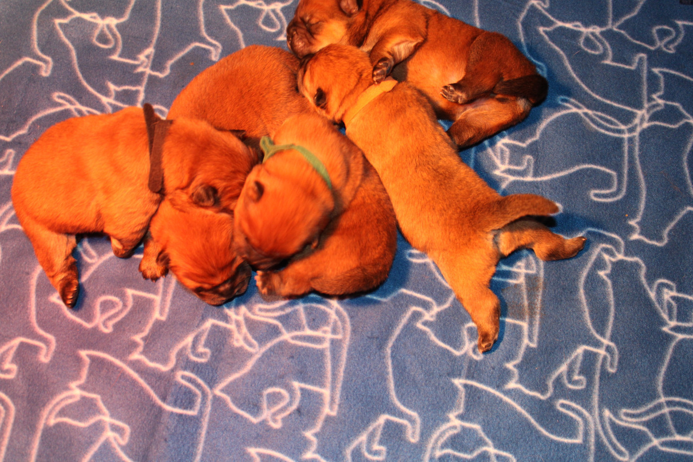 du domaine de l'étang de la Rhode - Les bébés de Pin Up et de Shu Wan sont nés 4 mâles et 1 femelle de couleur fauve