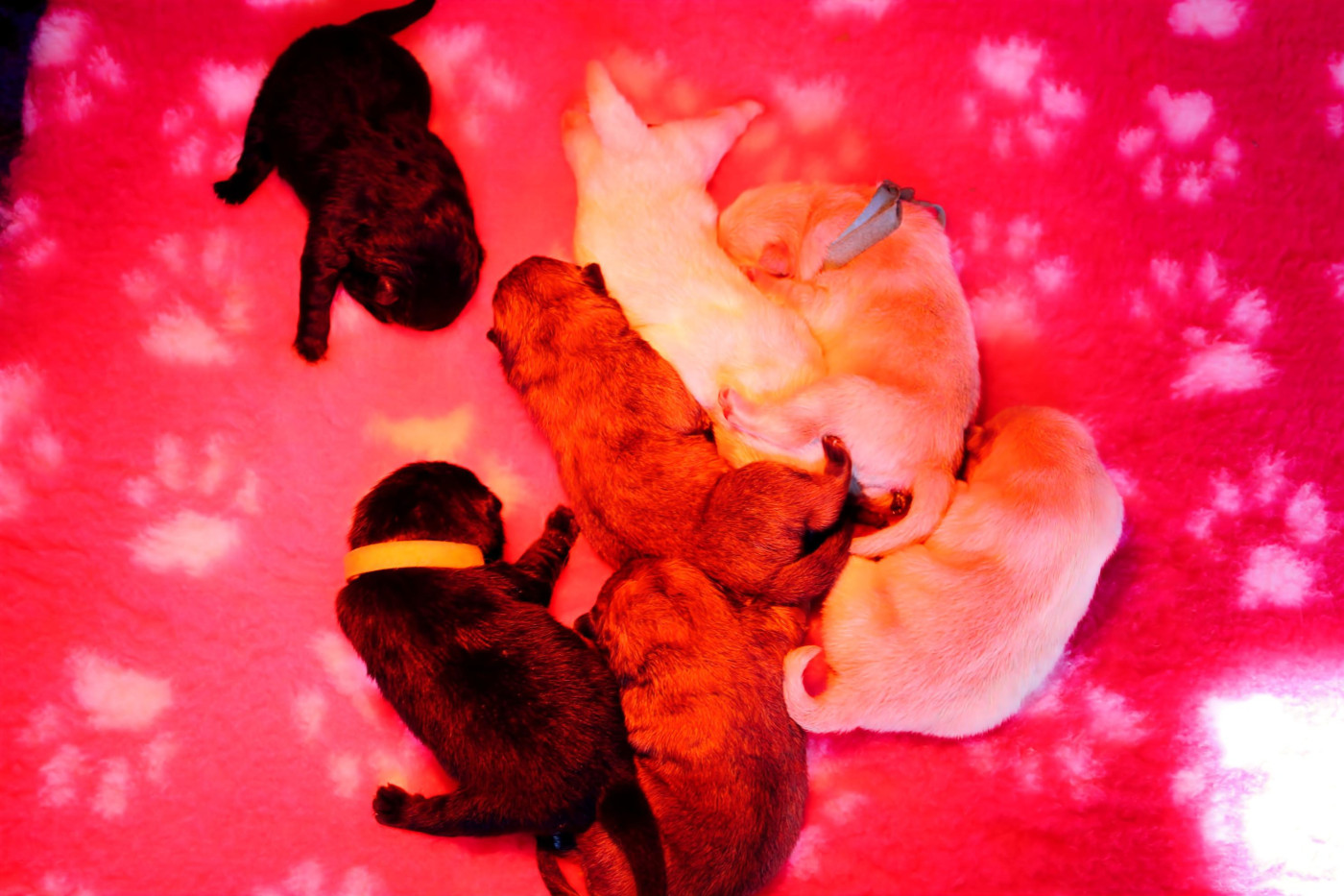 du domaine de l'étang de la Rhode - Chow Chow - Portée née le 25/02/2026