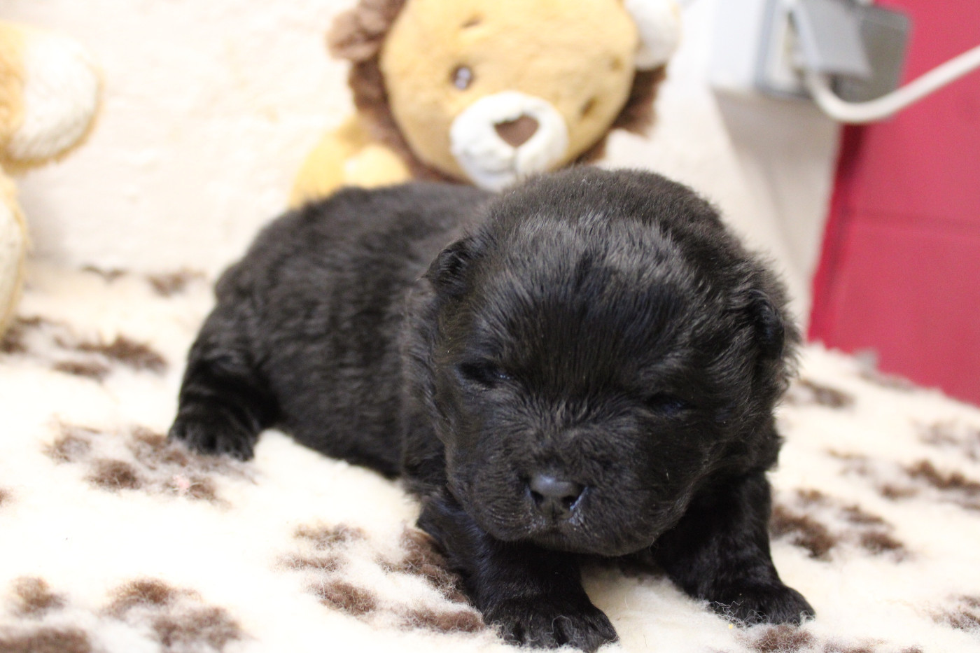 du domaine de l'étang de la Rhode - Chiots disponibles - Chow Chow