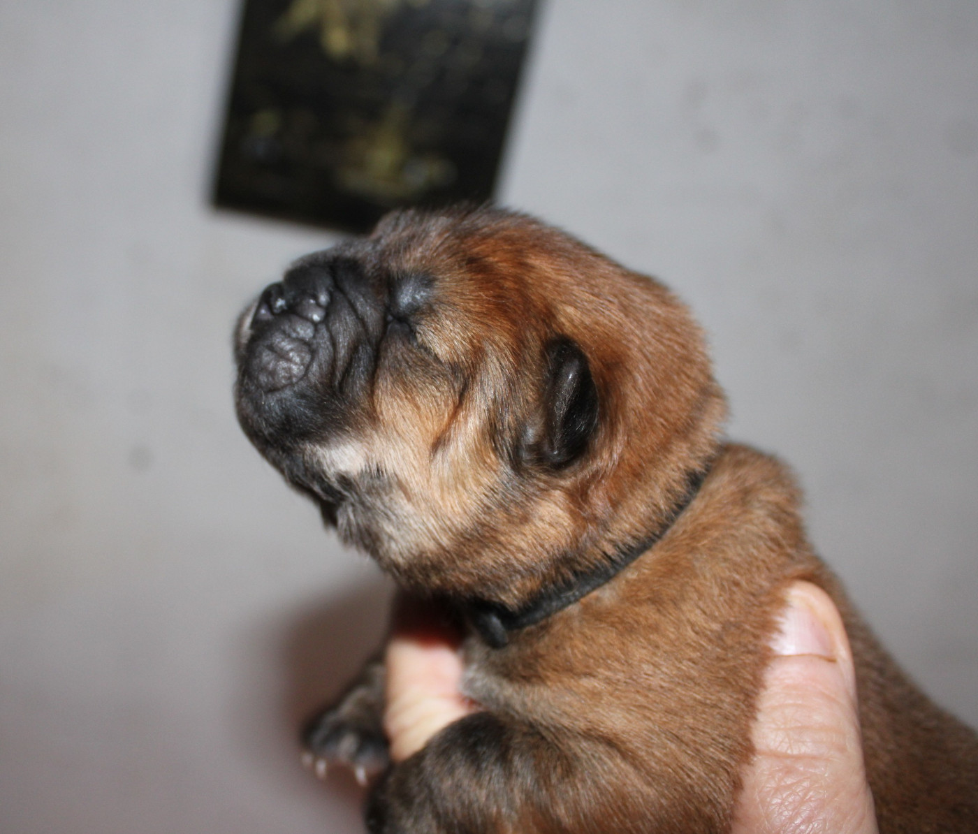 du domaine de l'étang de la Rhode - Chiots disponibles - Chow Chow