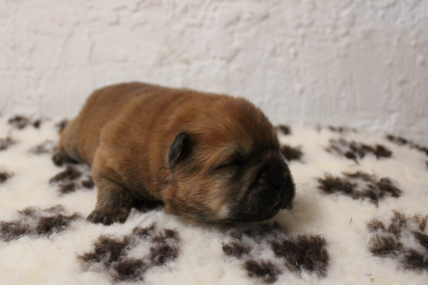 du domaine de l'étang de la Rhode - Chiots disponibles - Chow Chow