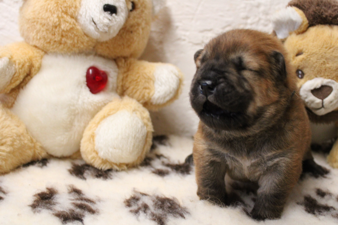 du domaine de l'étang de la Rhode - Chiots disponibles - Chow Chow