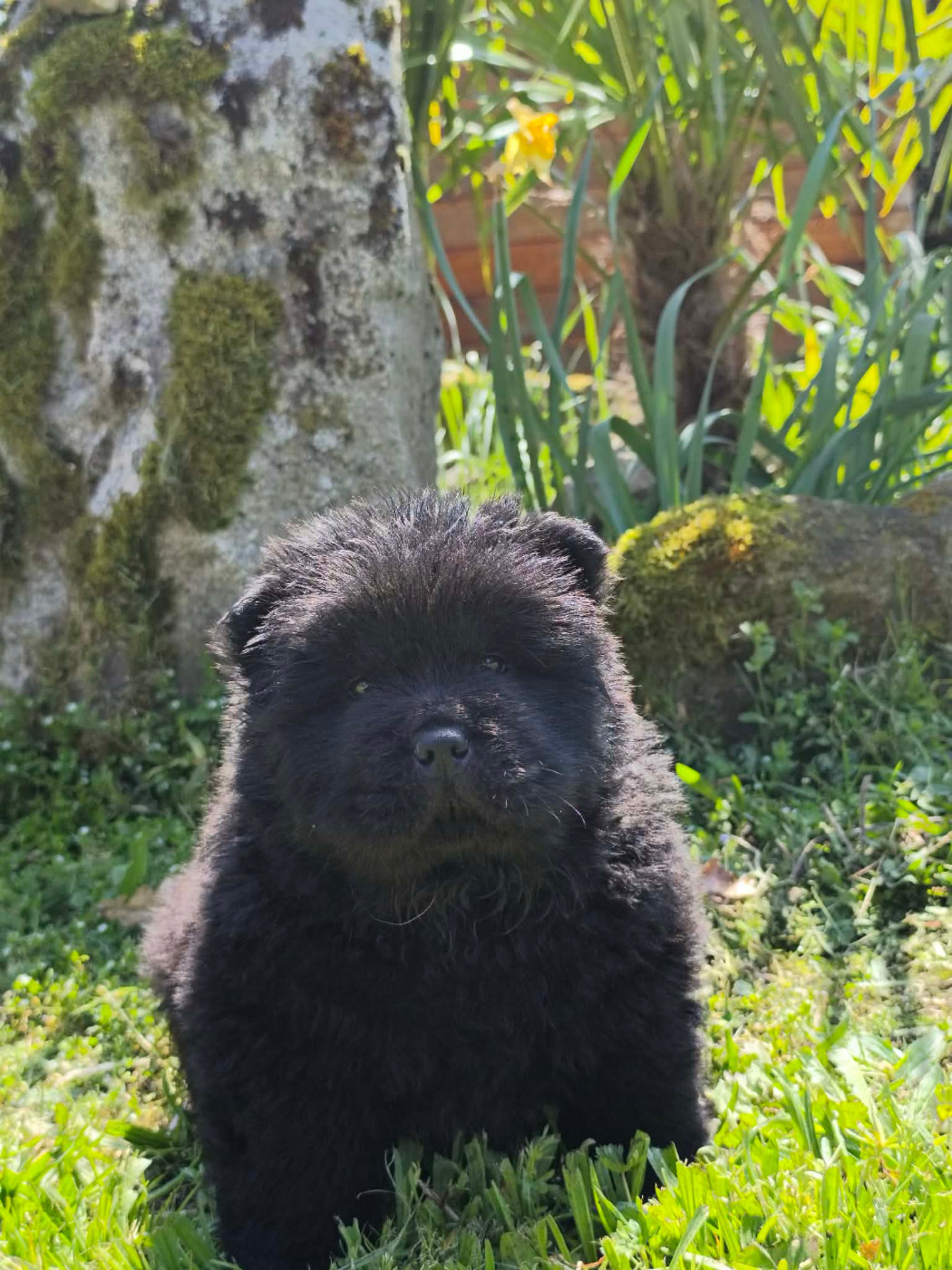 du domaine de l'étang de la Rhode - Chiots disponibles - Chow Chow
