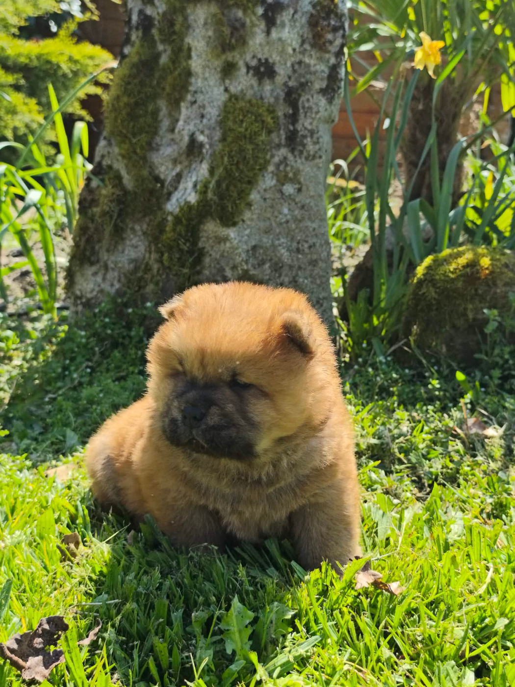 du domaine de l'étang de la Rhode - Chiots disponibles - Chow Chow