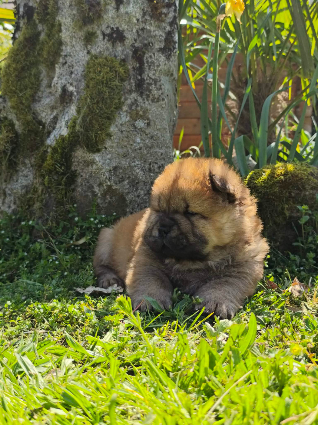 du domaine de l'étang de la Rhode - Chiots disponibles - Chow Chow
