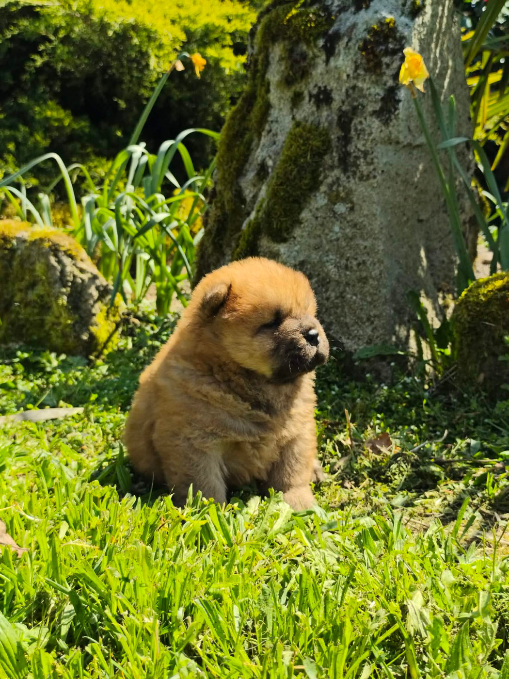 du domaine de l'étang de la Rhode - Chiots disponibles - Chow Chow