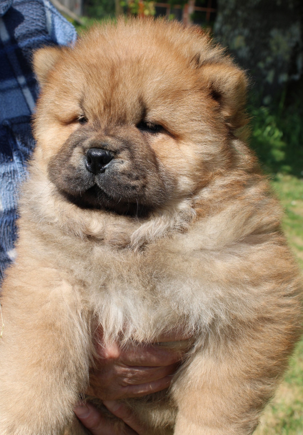 du domaine de l'étang de la Rhode - Chiots disponibles - Chow Chow