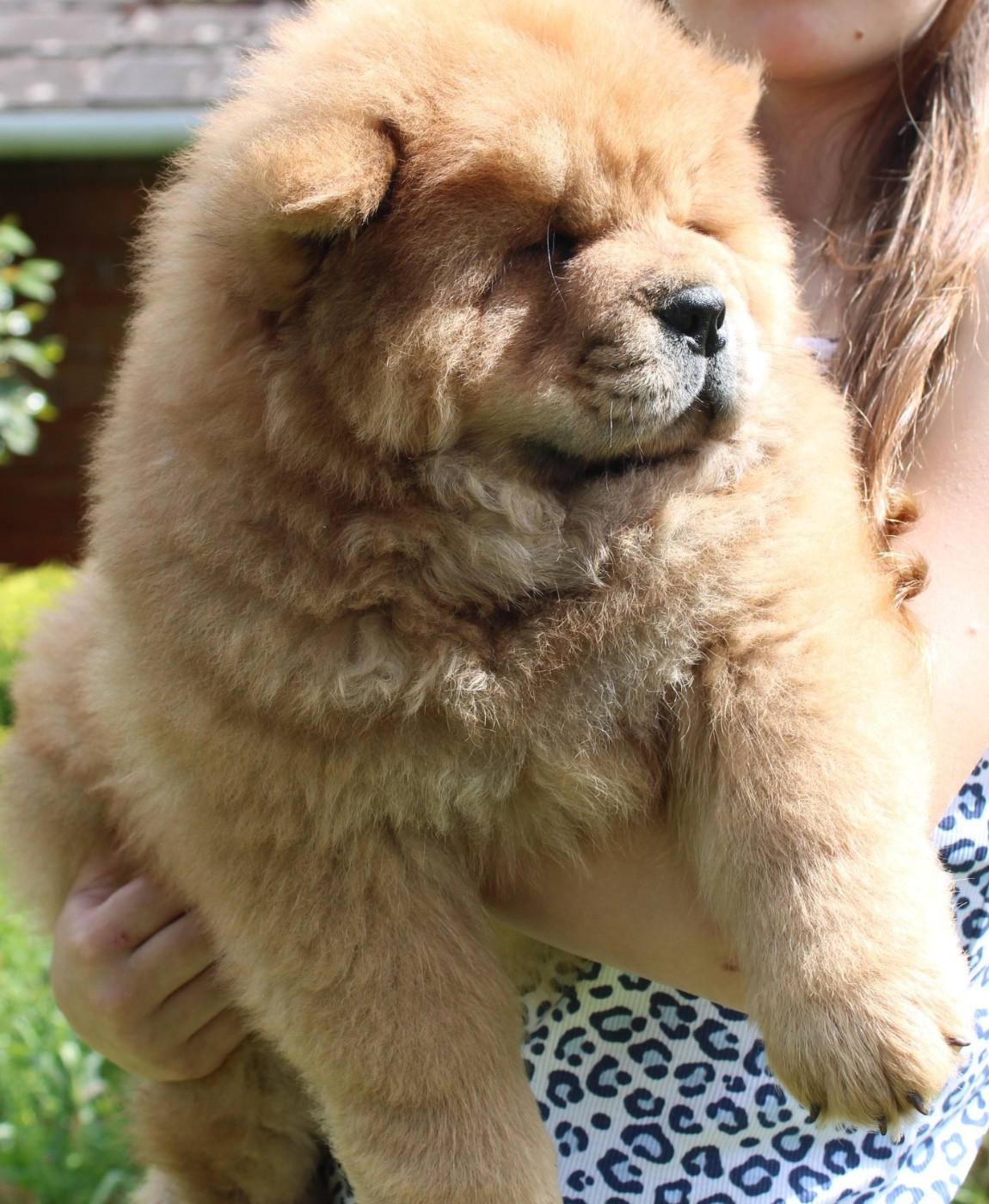 du domaine de l'étang de la Rhode - Chiots disponibles - Chow Chow