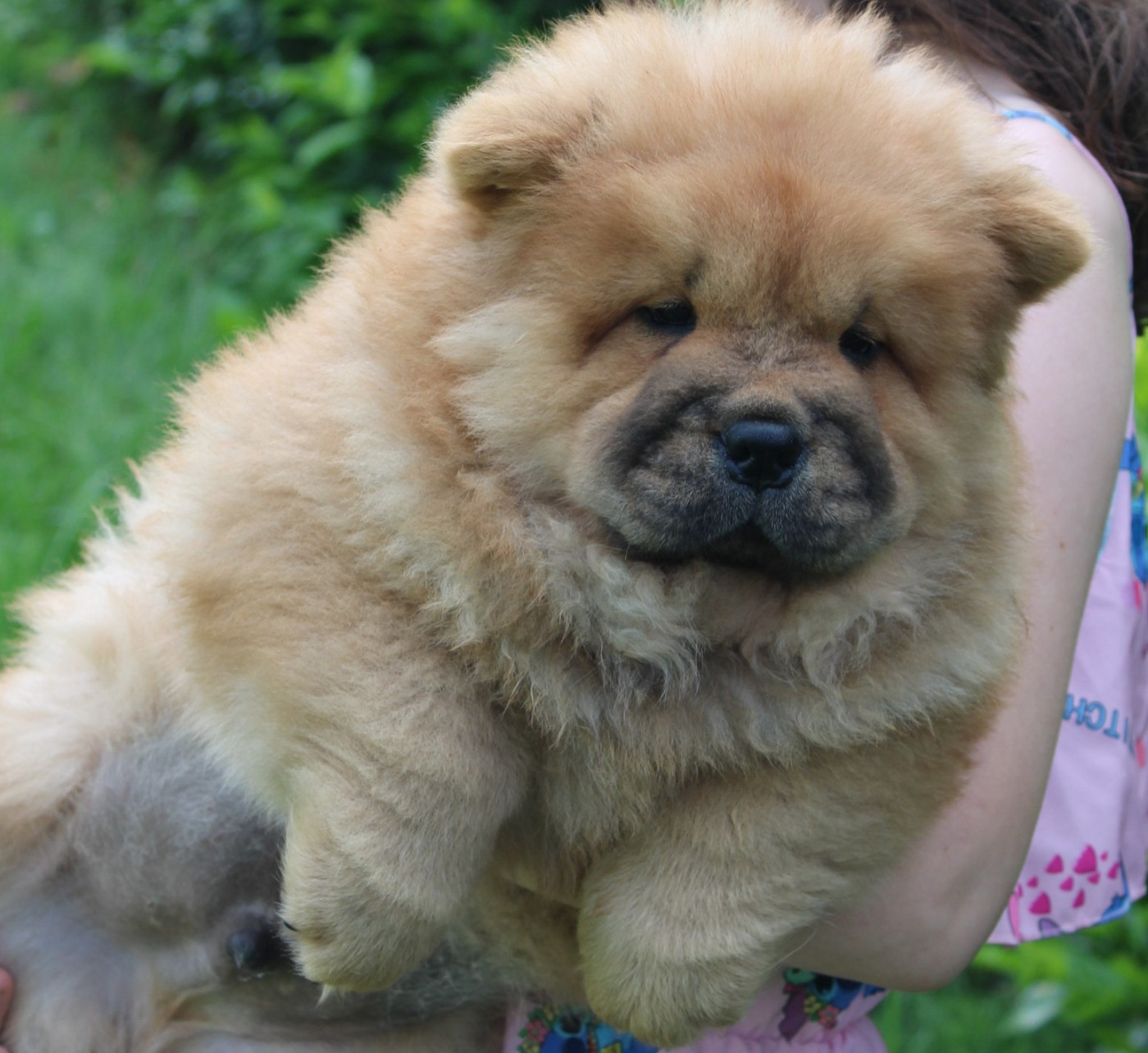 du domaine de l'étang de la Rhode - Chiots disponibles - Chow Chow