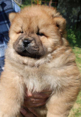 CHIOT 4